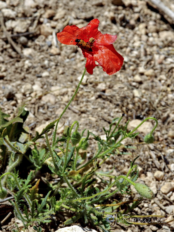 Papaver dubium.25