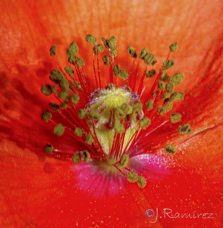 Papaver dubium.27