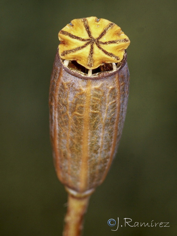 Papaver dubium.28