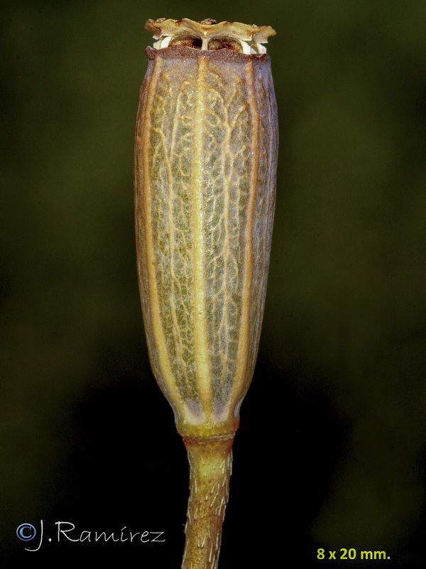 Papaver dubium.29