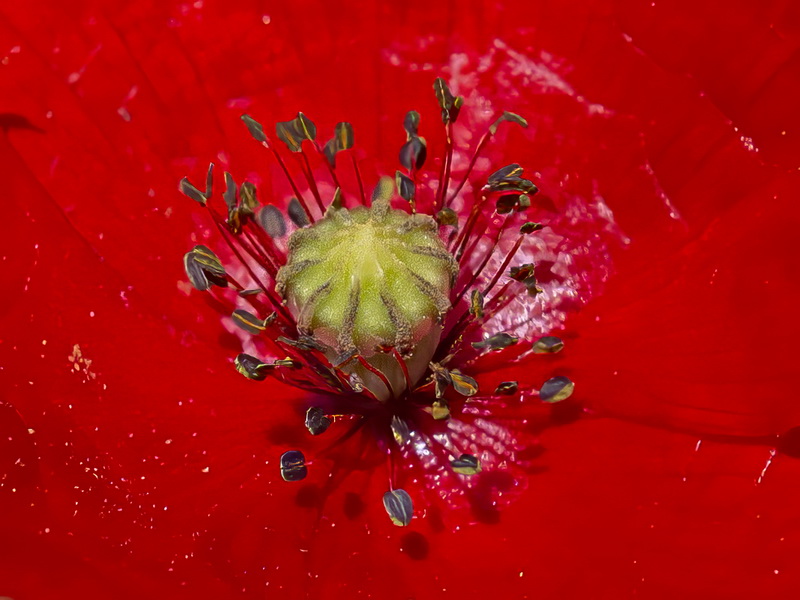 Papaver dubium.27