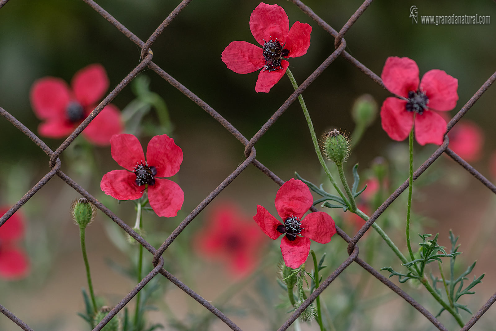 Papaver hybridum