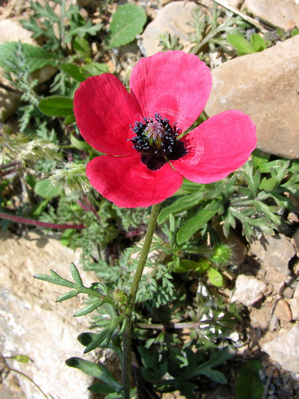 Papaver hybridum.02