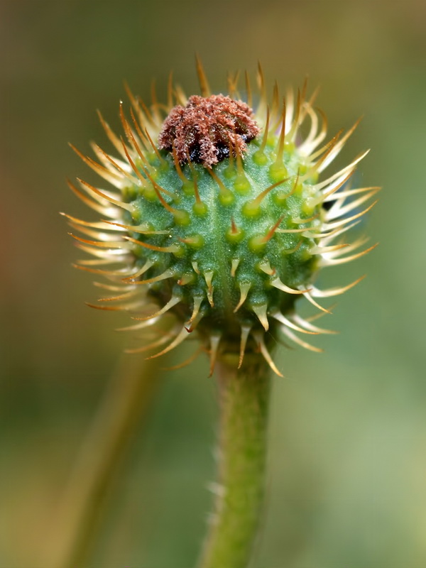 Papaver hybridum.05