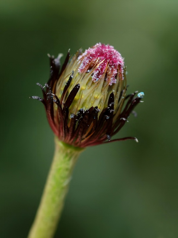 Papaver hybridum.06