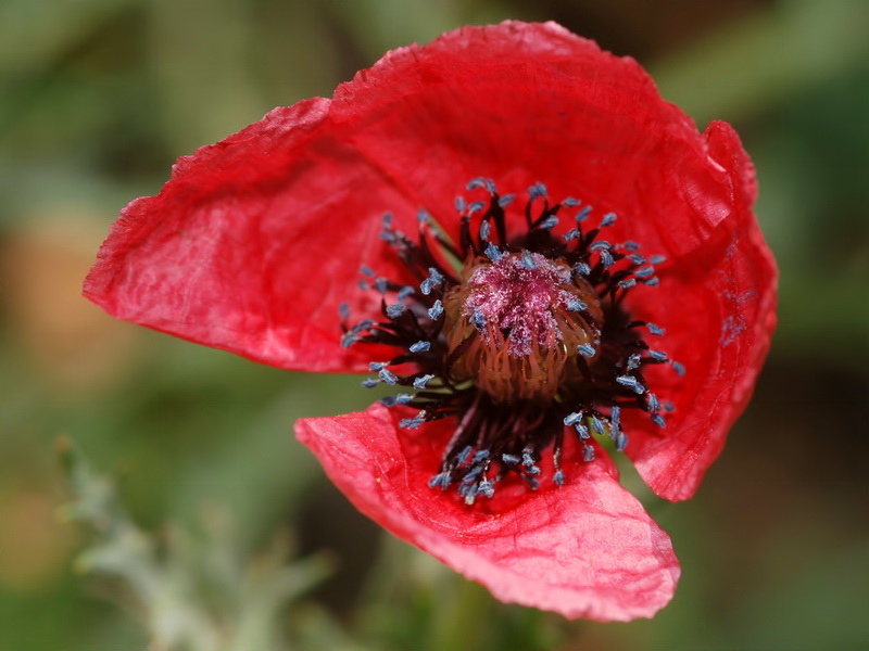 Papaver hybridum.09
