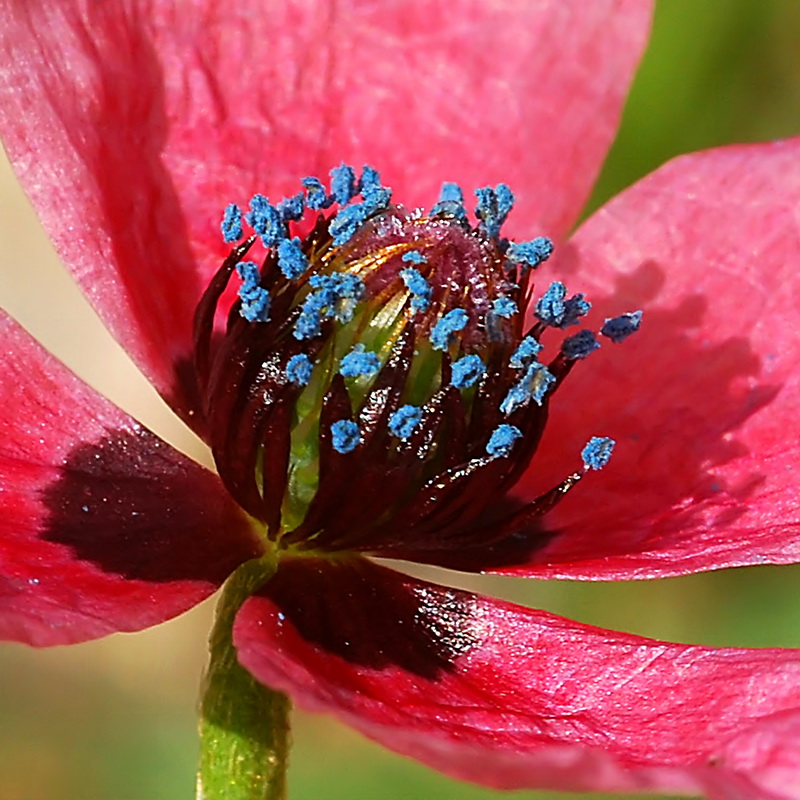 Papaver hybridum.13