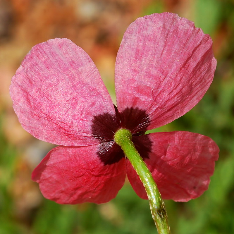 Papaver hybridum.14
