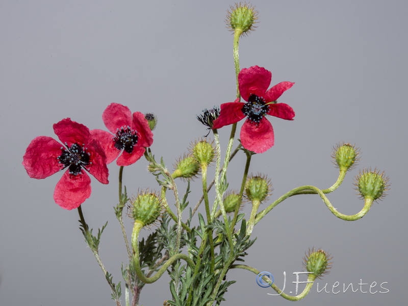 Papaver hybridum.08
