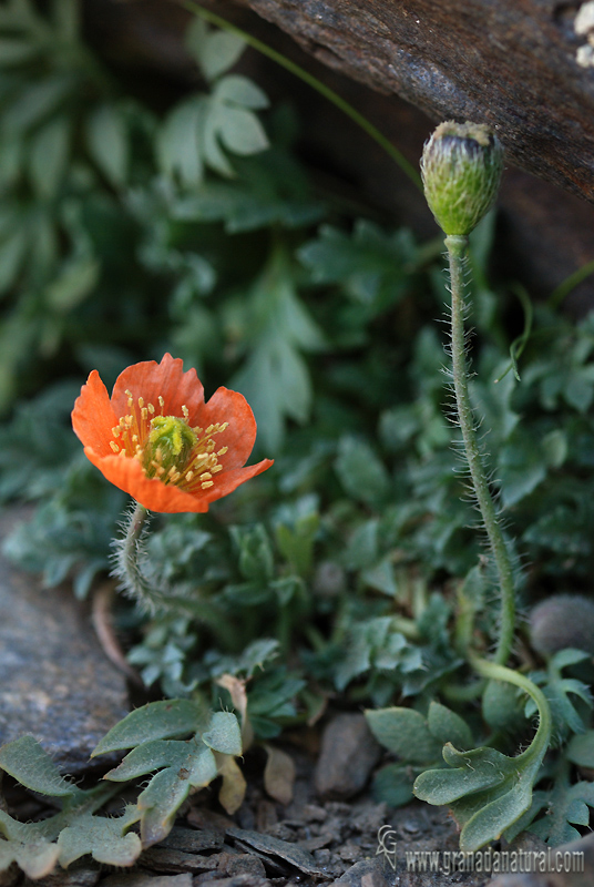 Papaver lapeyrousianum