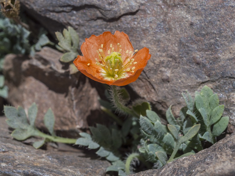 Papaver lapeyrousianum.06