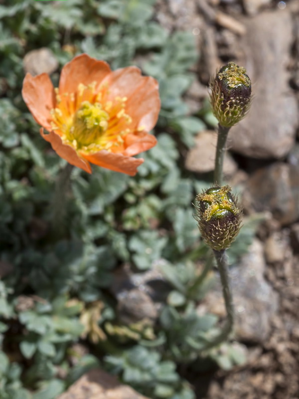 Papaver lapeyrousianum.20