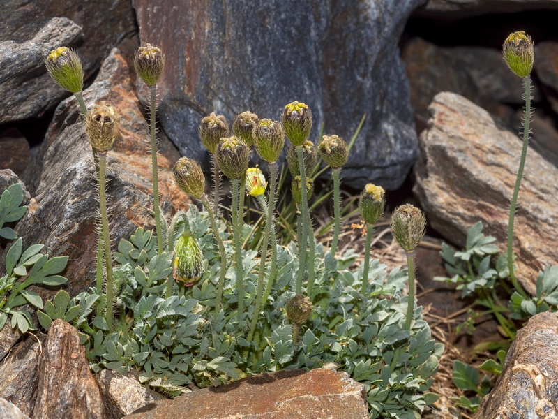 Papaver lapeyrousianum.35