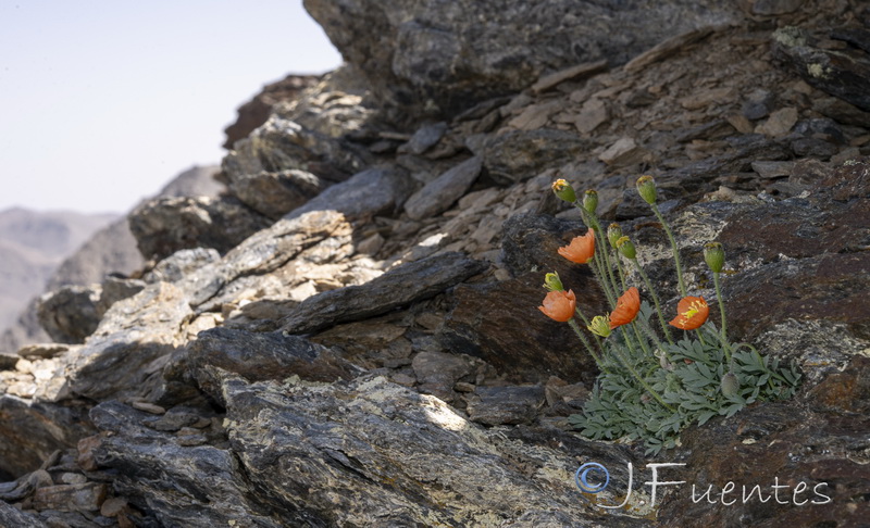 Papaver lapeyrousianum.02