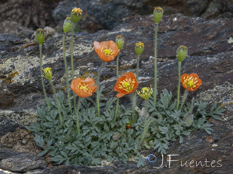 Papaver lapeyrousianum.38