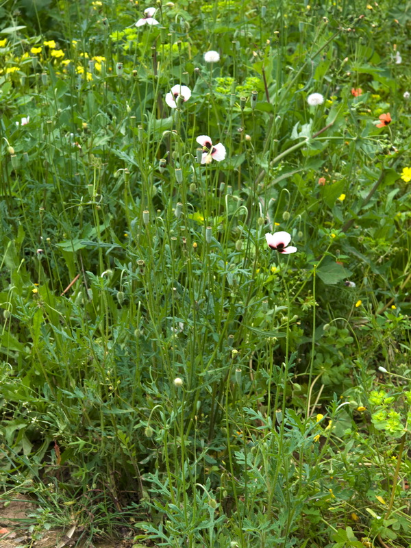 Papaver lecoqii albiflorus.01