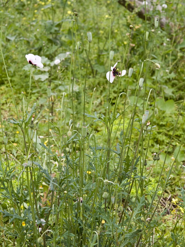 Papaver lecoqii albiflorus.02