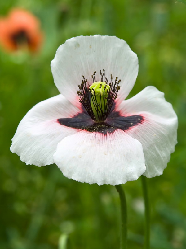 Papaver lecoqii albiflorus.03