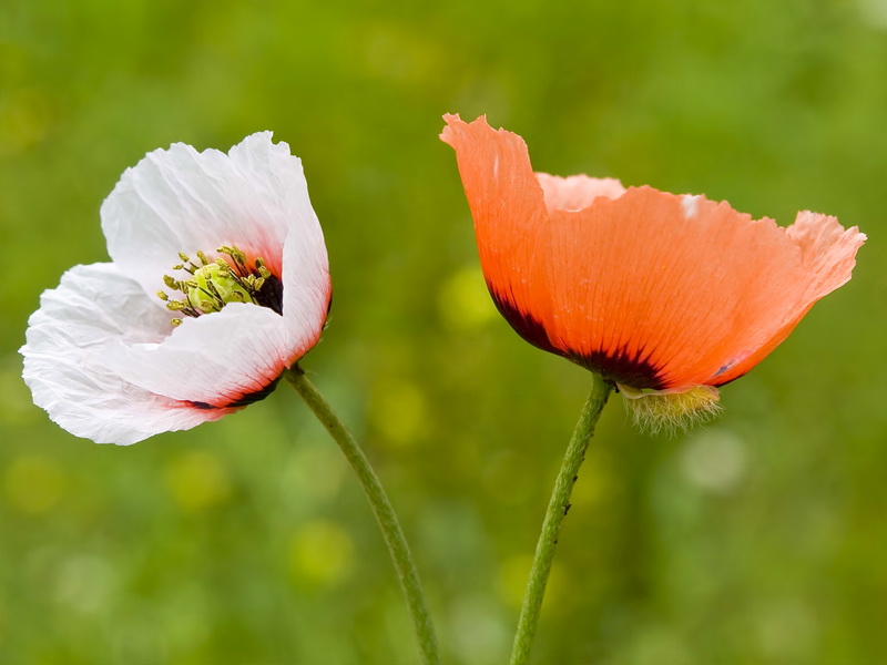 Papaver lecoqii albiflorus.04