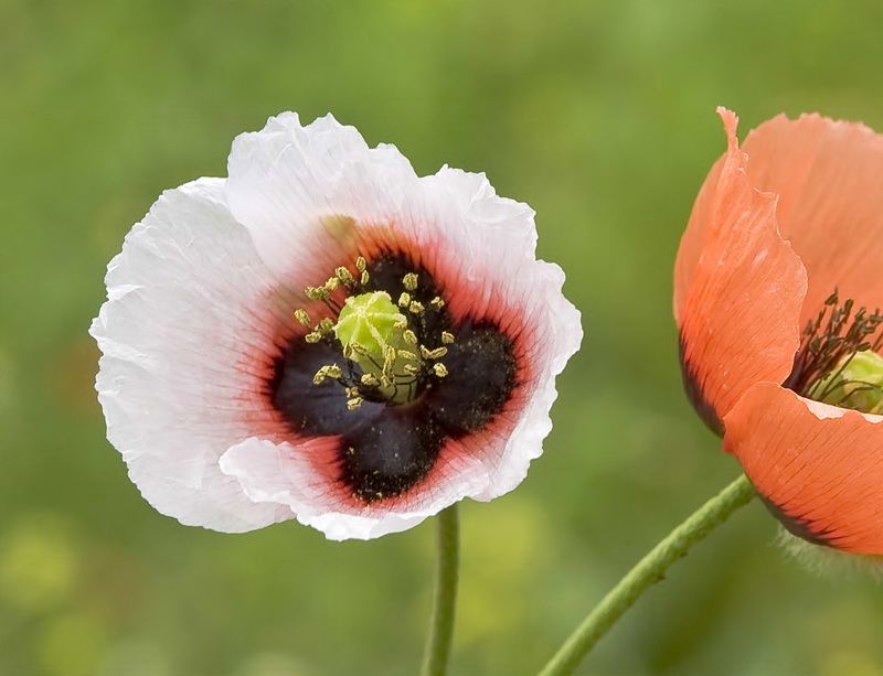 Papaver lecoqii albiflorus.05