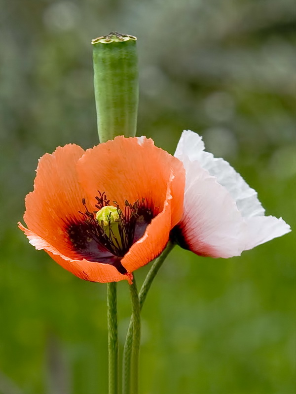 Papaver lecoqii albiflorus.06