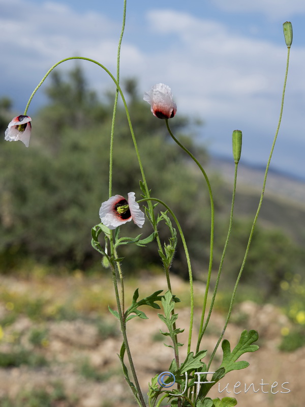 Papaver lecoqii albiflorus.08