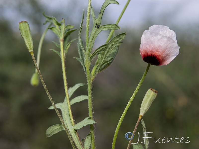 Papaver lecoqii albiflorus.09