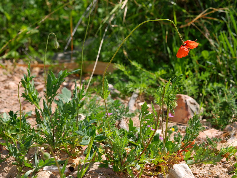 Papaver pinnatifidum.01