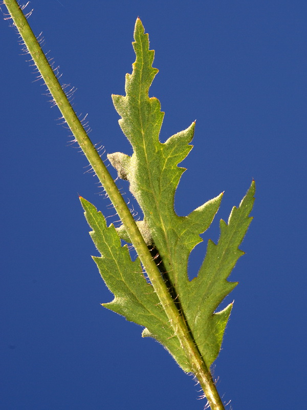 Papaver pinnatifidum.02