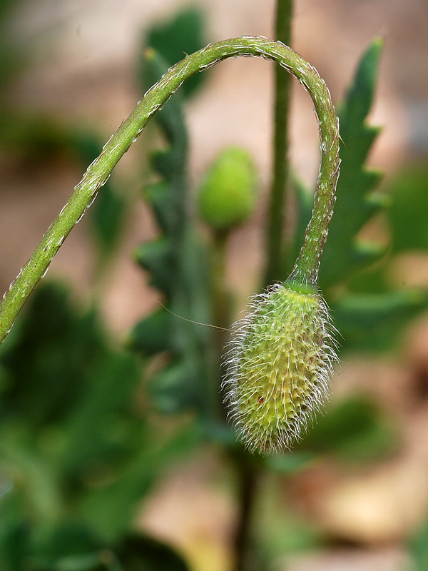 Papaver pinnatifidum.04