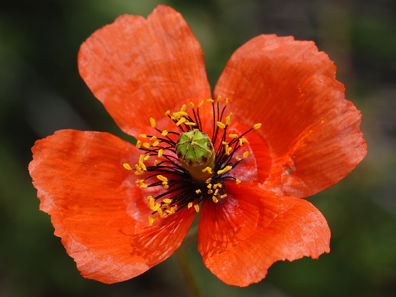 Papaver pinnatifidum.06