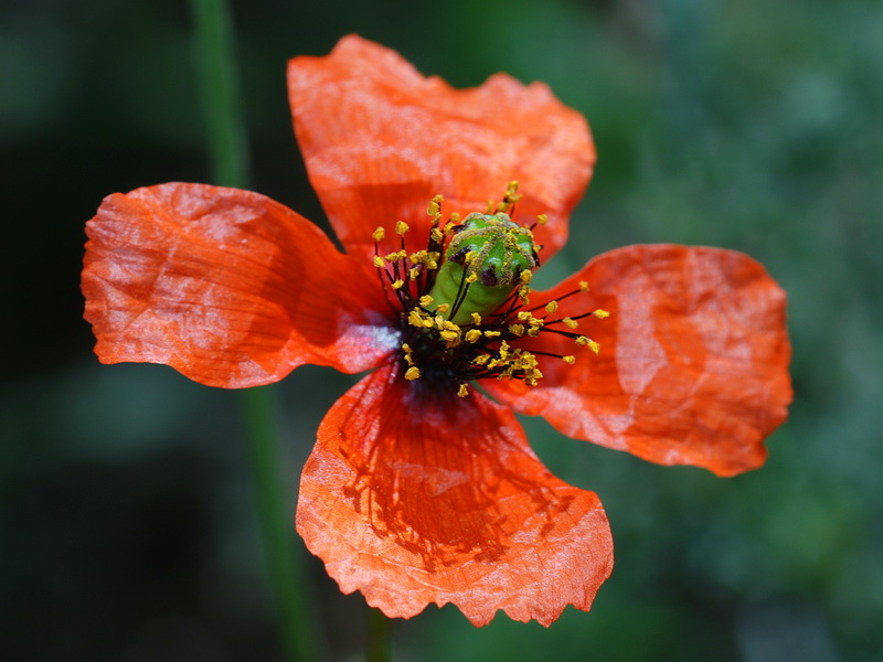 Papaver pinnatifidum.07