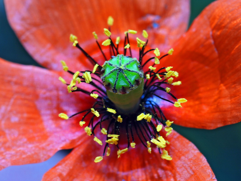 Papaver pinnatifidum.09