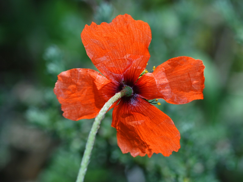 Papaver pinnatifidum.10