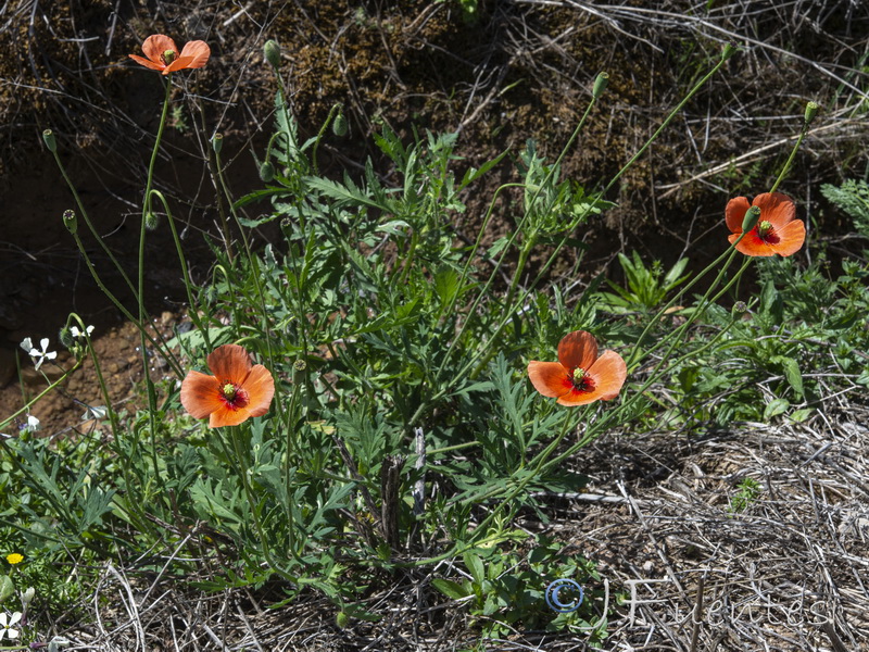 Papaver pinnatifidum.14