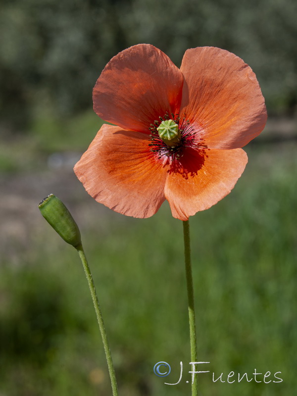 Papaver pinnatifidum.15