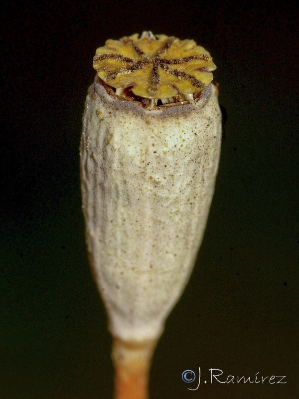 Papaver pinnatifidum.16
