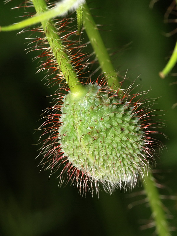 Papaver rhoeas.07