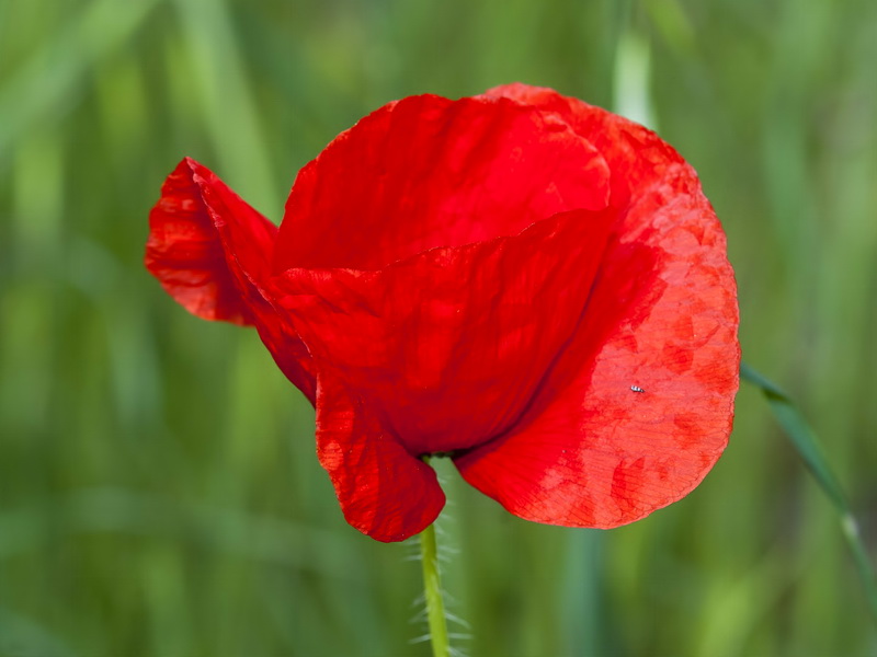 Papaver rhoeas.15