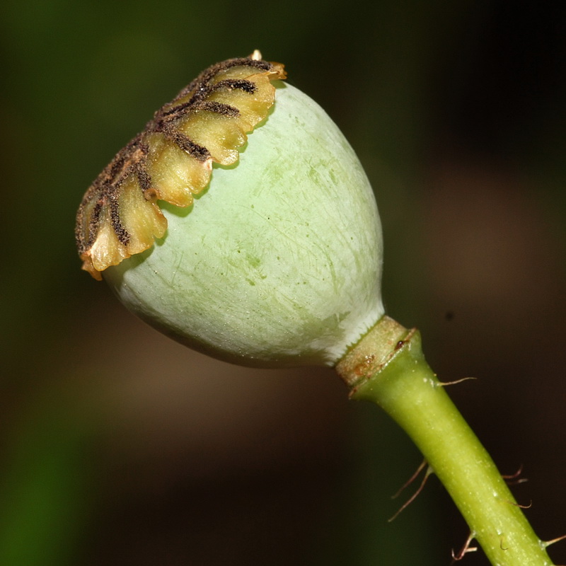 Papaver rhoeas.19