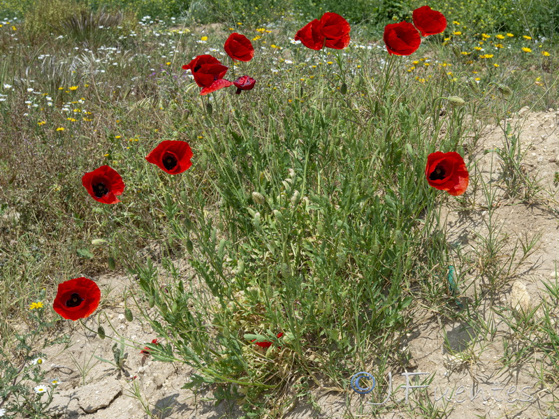 Papaver rhoeas.20