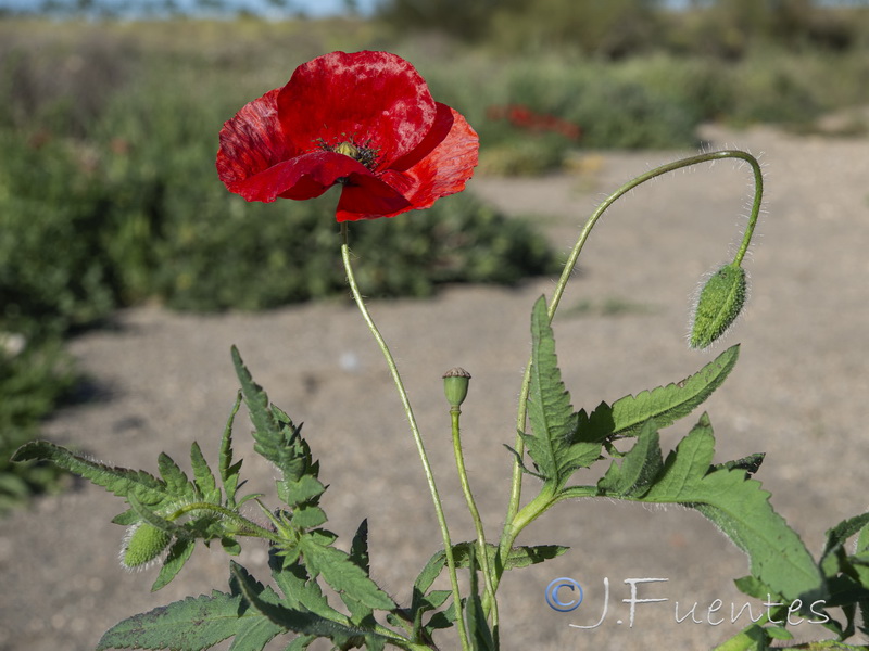 Papaver rhoeas.22