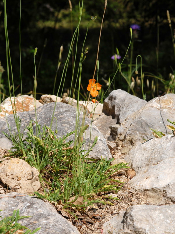 Papaver rupifragum.01