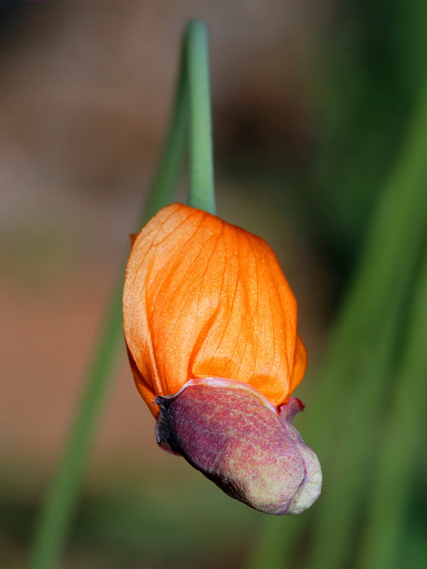 Papaver rupifragum.10