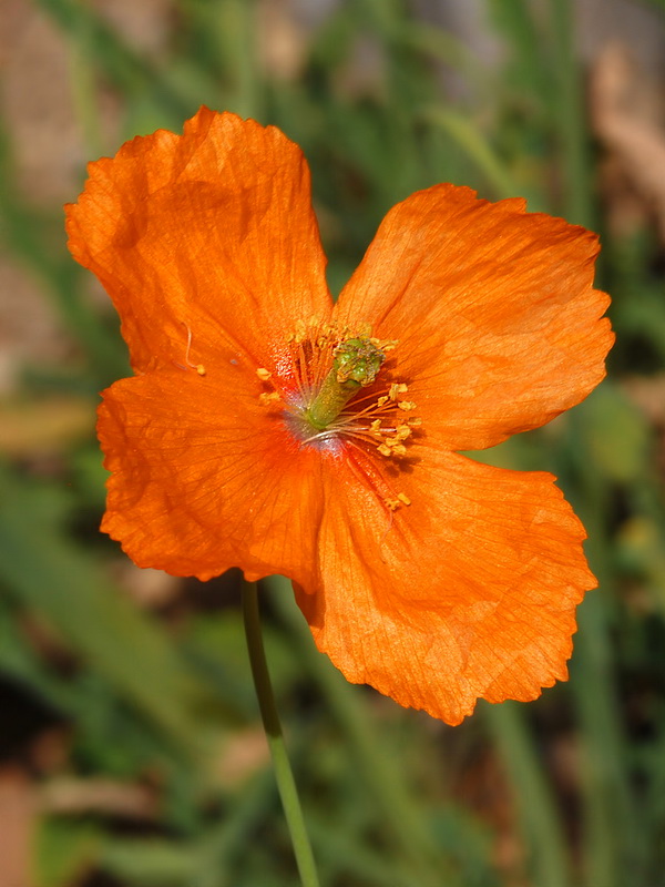 Papaver rupifragum.12