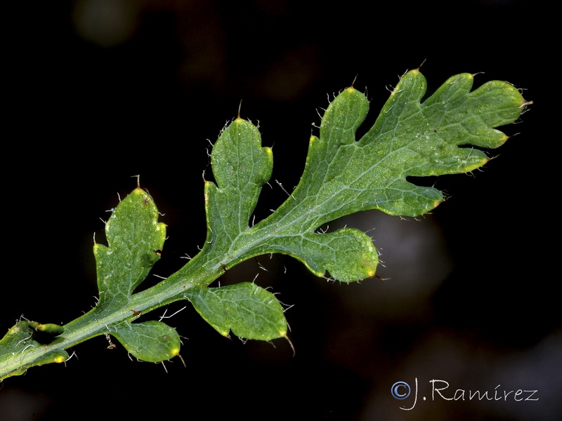 Papaver rupifragum.21