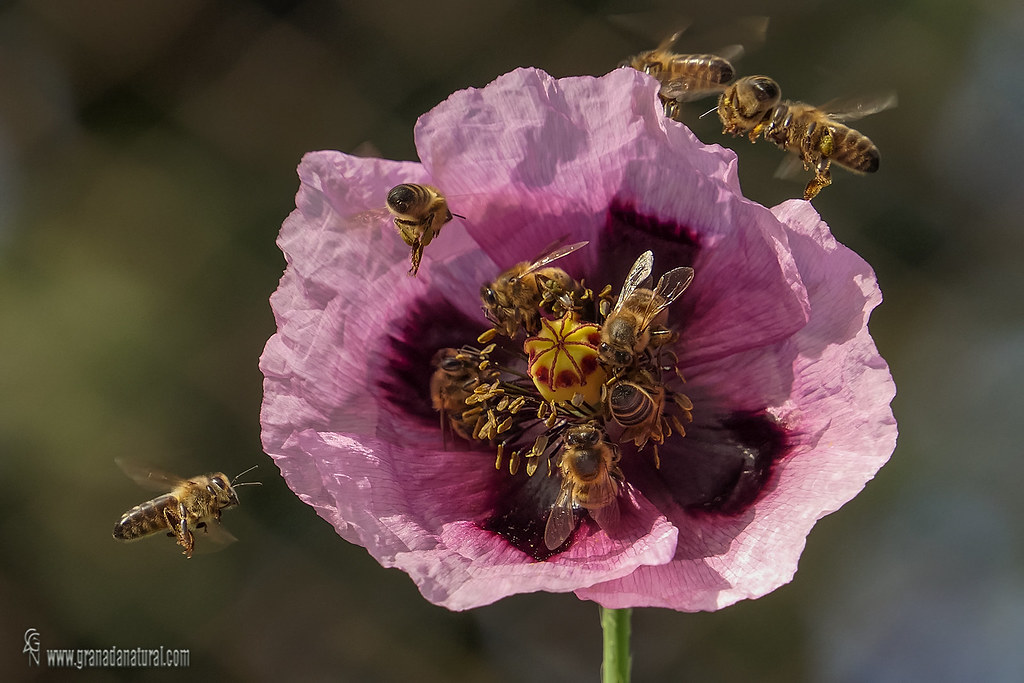 Papaver sonniferum