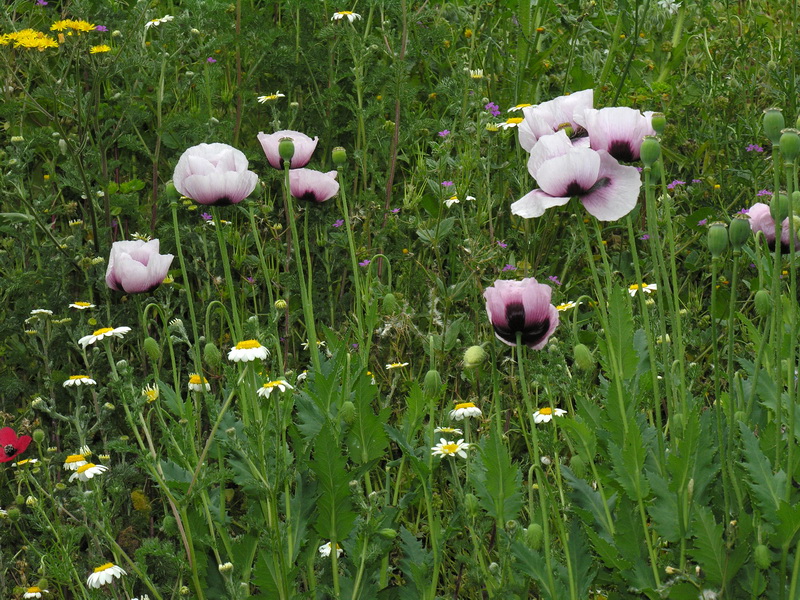 Papaver somniferum setigerum.09