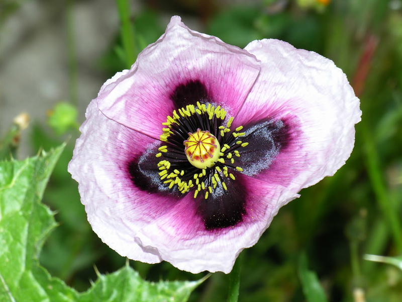 Papaver somniferum setigerum.11