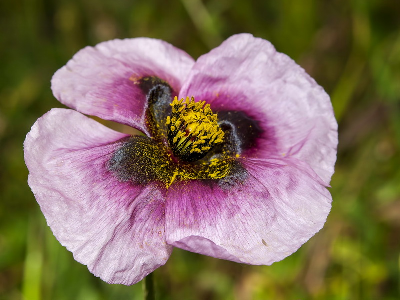 Papaver somniferum setigerum.12